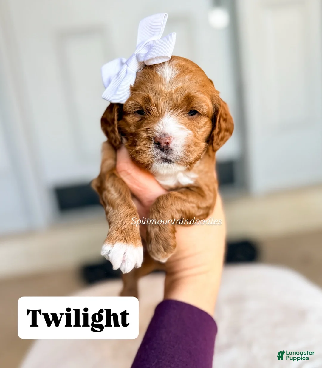 Mixed Breed dogs for sale: Twilight - Ad 1