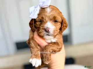 Mixed Breed dogs Twilight - Ad 7