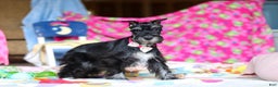 Miniature Schnauzer dogs for sale: Piper - Ad 3