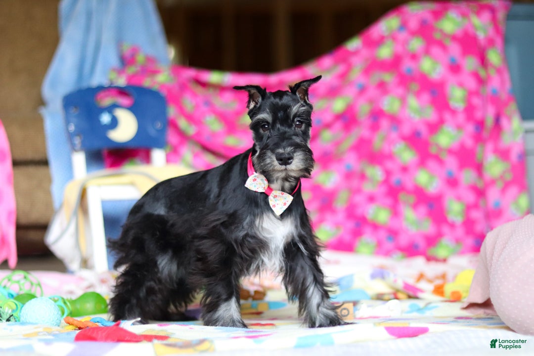 Miniature Schnauzer dogs for sale: Piper - Ad 3
