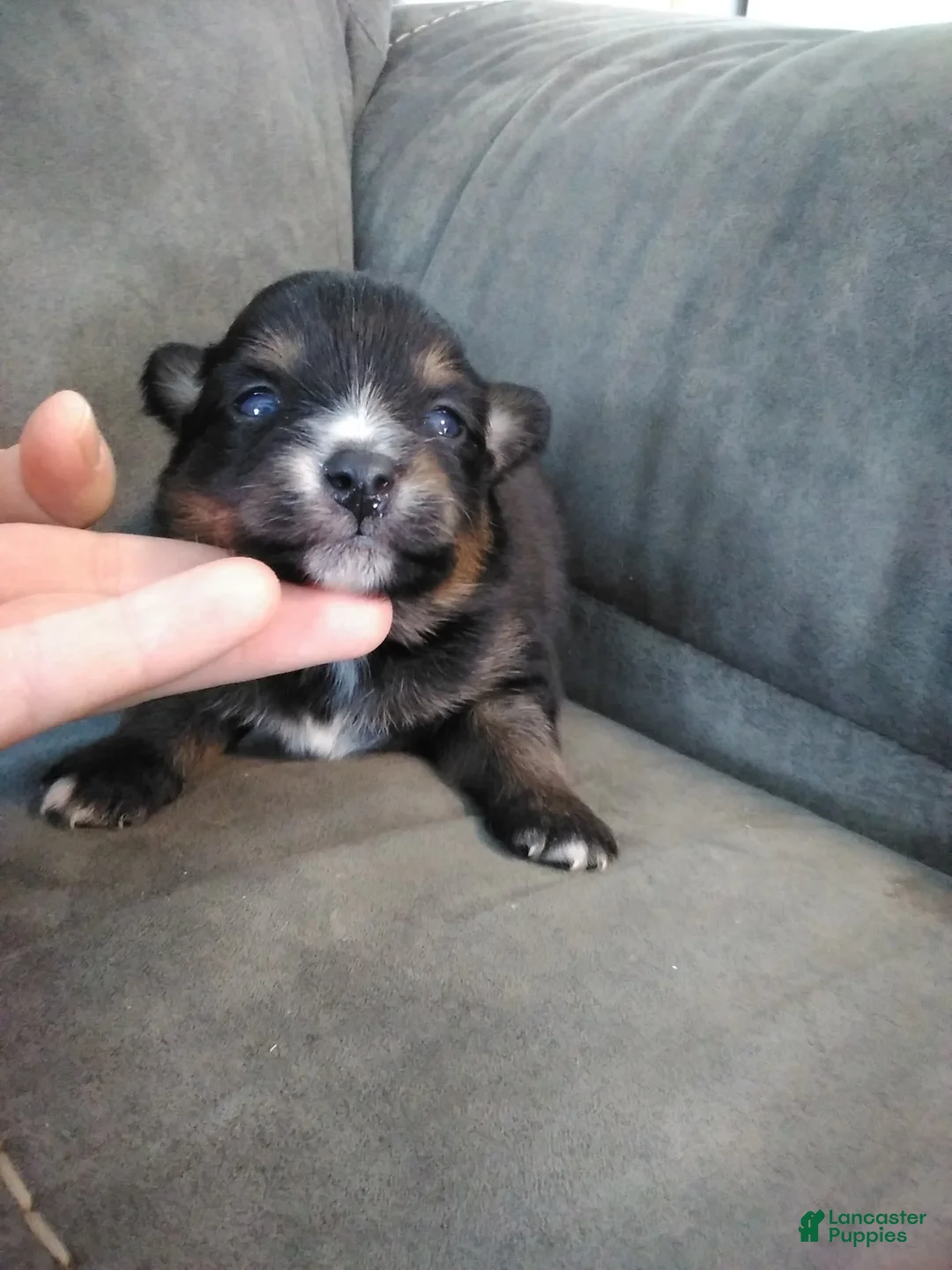 Pomsky dogs for sale: amellia - Ad 1