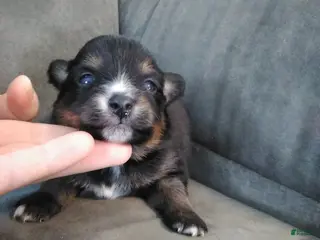 Pomsky dogs amellia - Ad 7