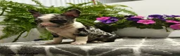 Boston Terrier dogs for sale: Gretchen - Ad 4