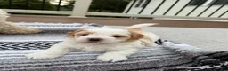Mixed Breed dogs for sale: Mixed Breed 3 - Ad 3