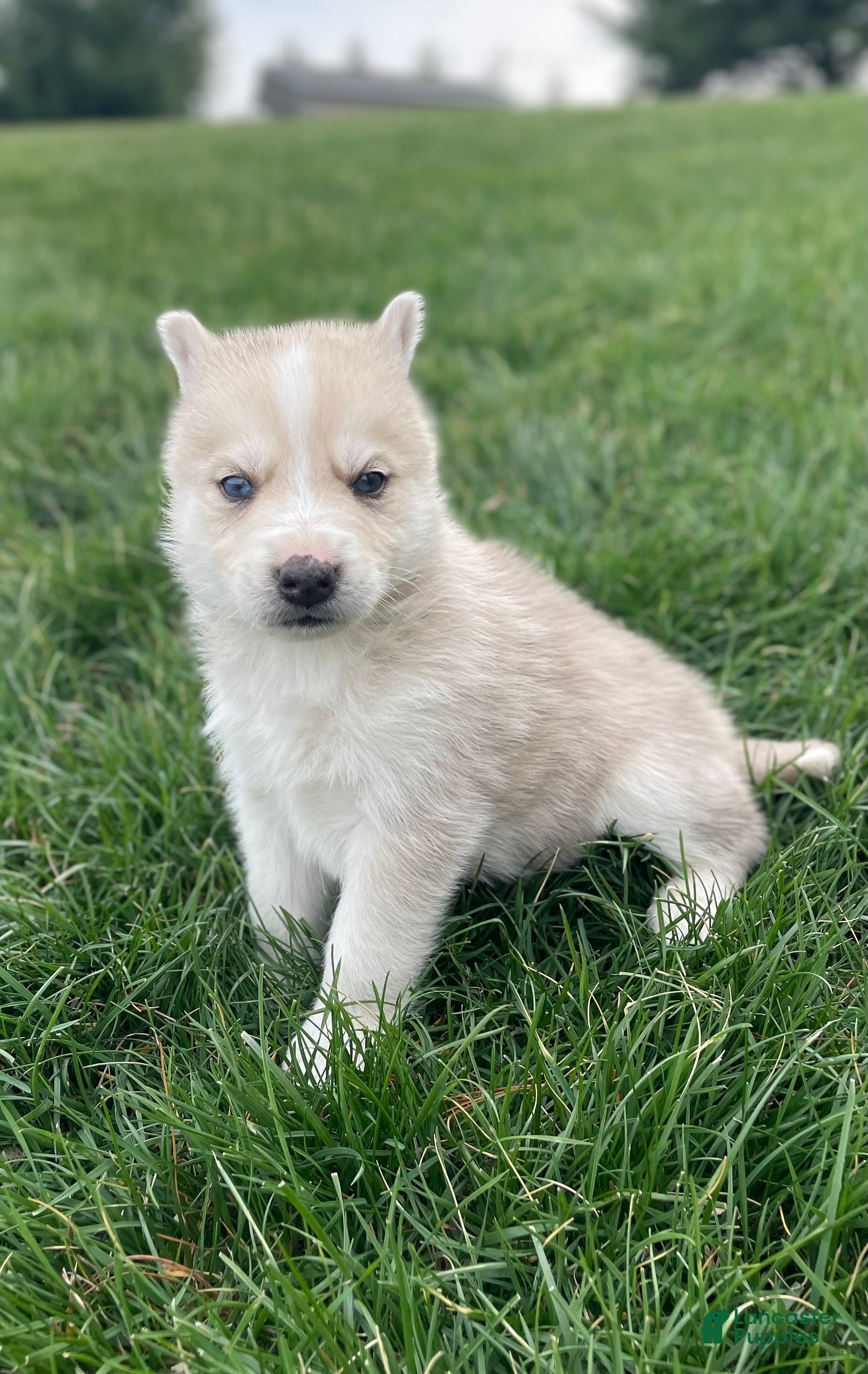 Gerberian Shepsky dogs Oliver  - Ad 2