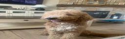 Standard Poodle dogs for sale: Standard Poodle 1 - Ad 2