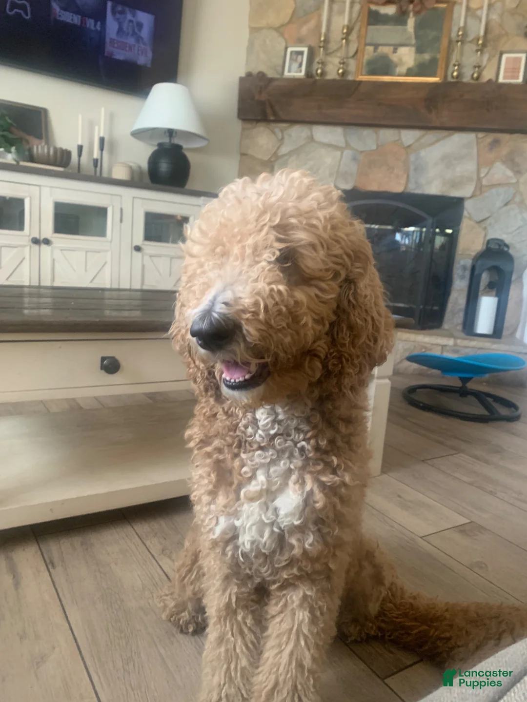 Standard Poodle dogs for sale: Standard Poodle 1 - Ad 2