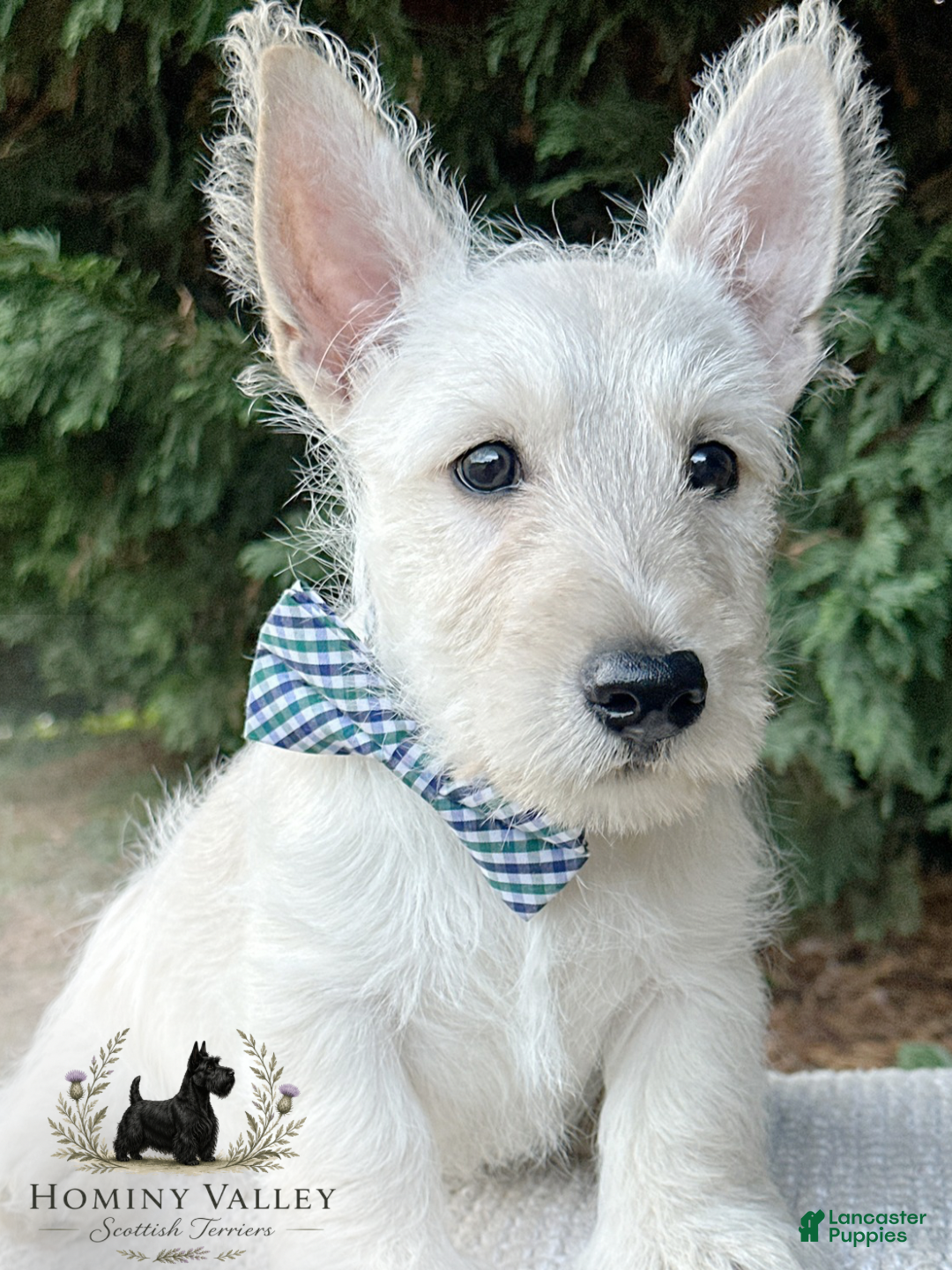 Scottish Terrier dogs Lennox-AKC-HealthTestedParents - Ad 1
