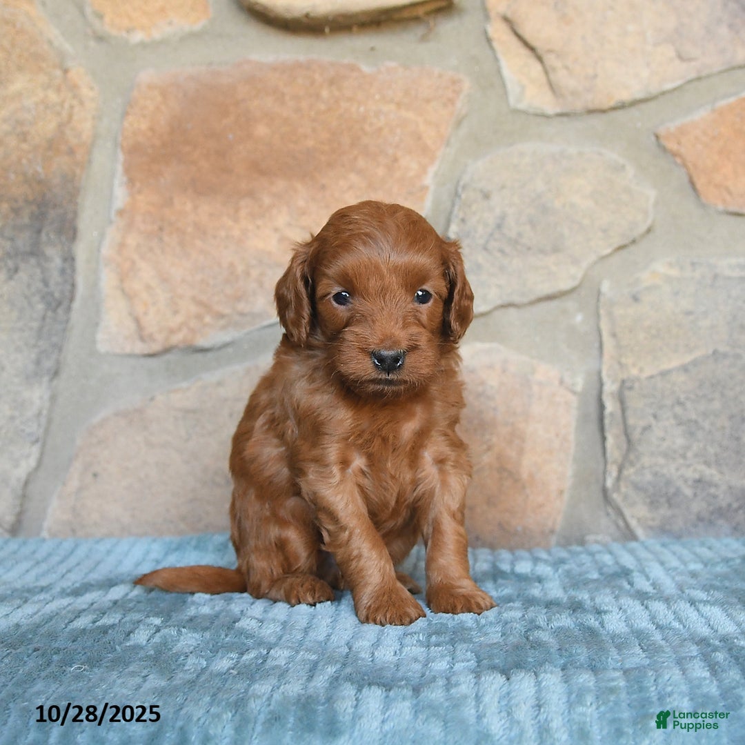 Mini Goldendoodle dogs for sale: Sirius - Ad 8