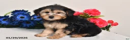 Yorkiepoo dogs for sale: Carson - Ad 3