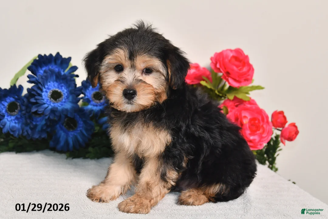 Yorkiepoo dogs for sale: Carson - Ad 3