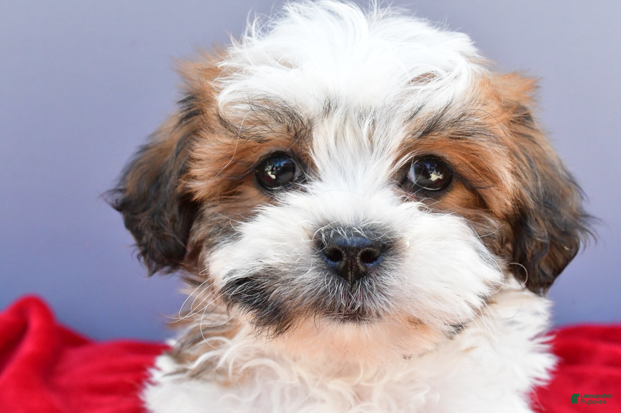 Teddy Bear dogs Tiffany - Ad 1
