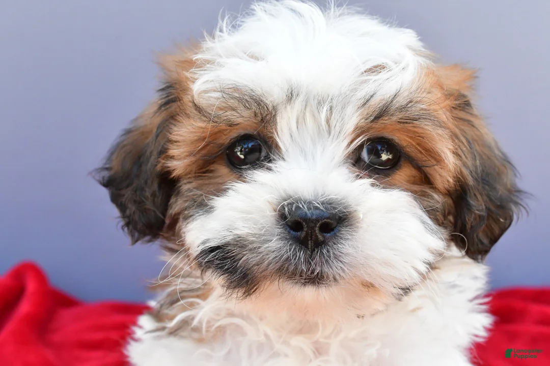 Teddy Bear dogs for sale: Tiffany - Ad 1