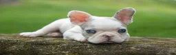 French Bulldog dogs for sale: Axel (Platinum with Blue Eyes) 💙🐾 - Ad 4