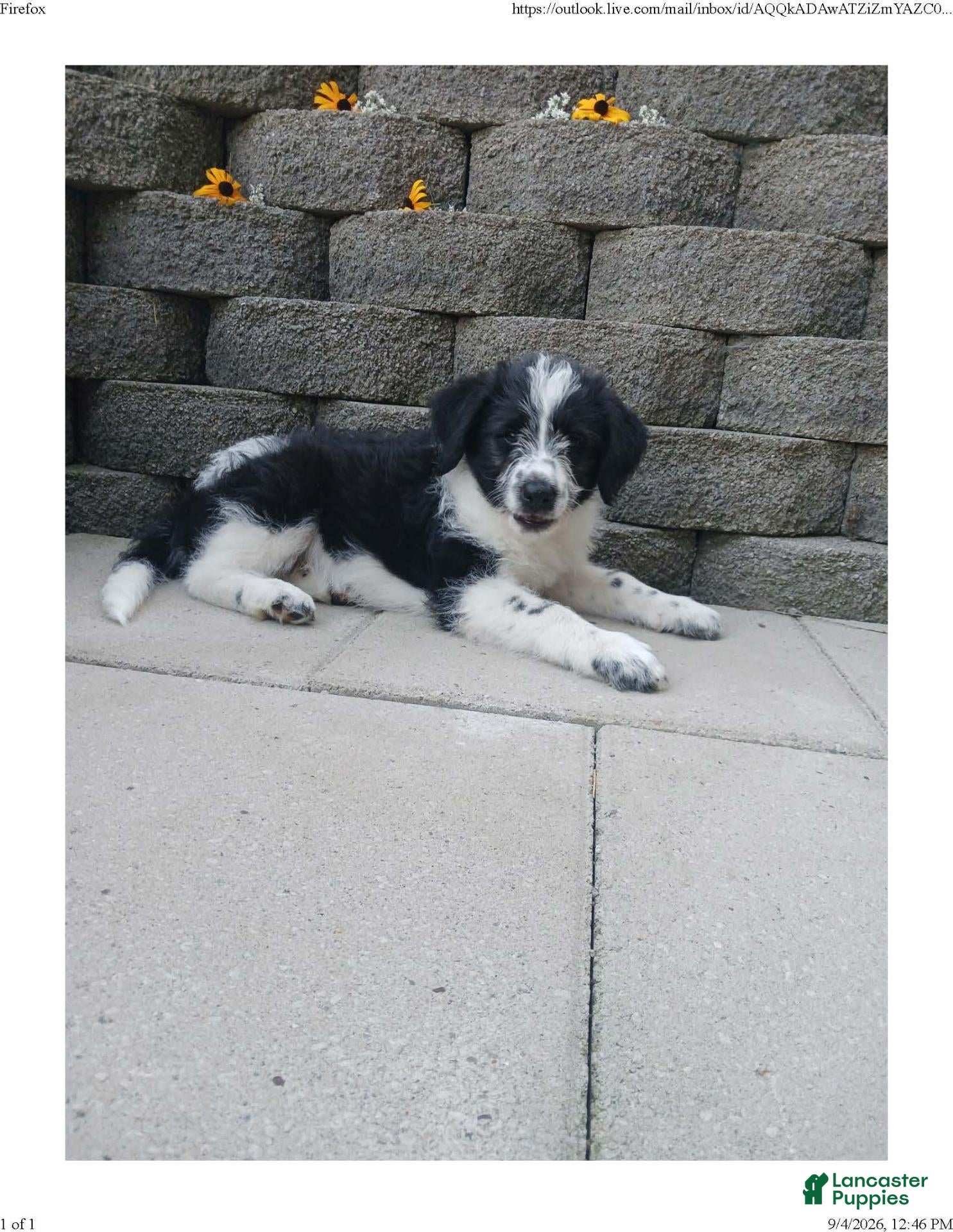 Mixed Breed dogs Maverick - Ad 2