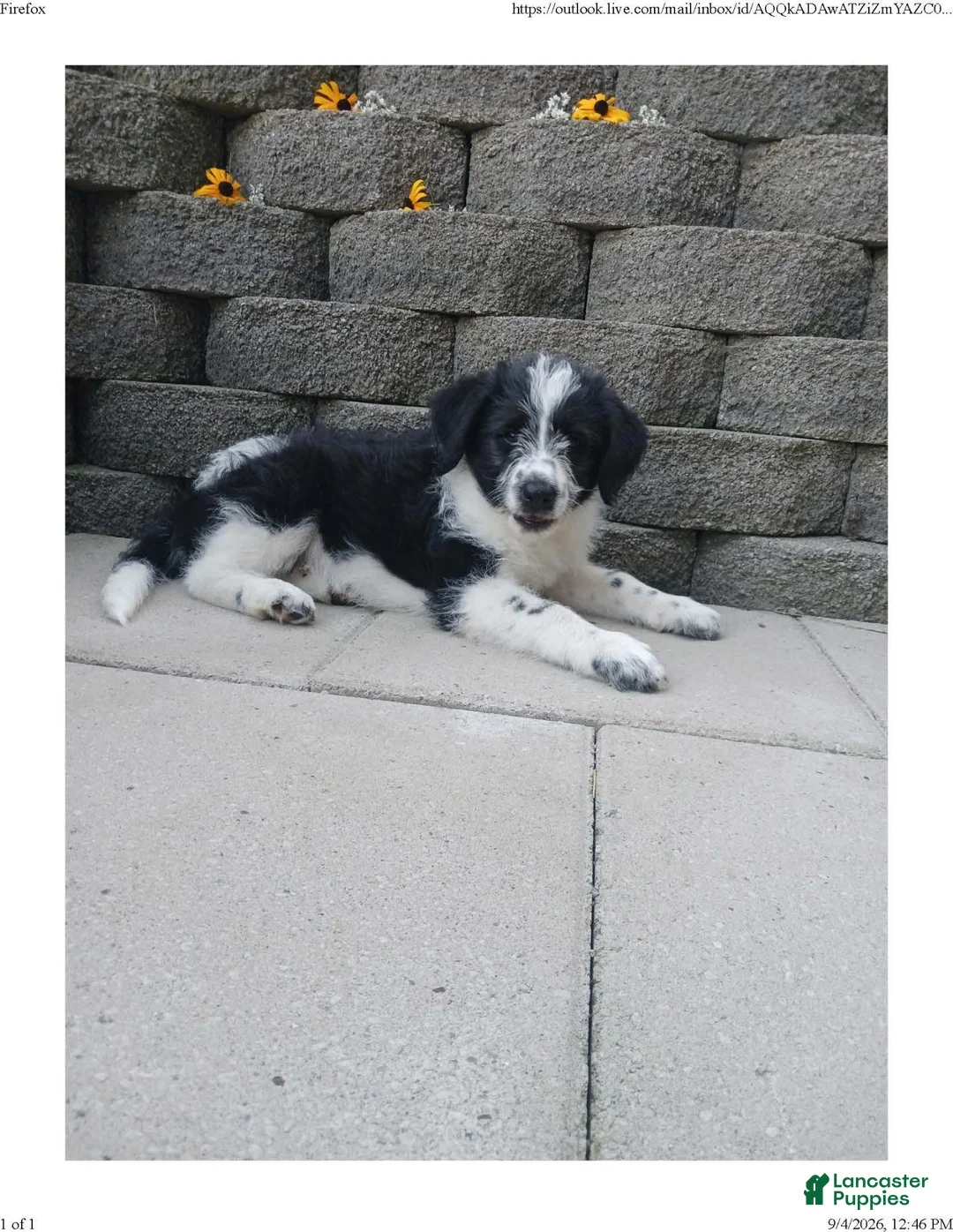 Mixed Breed dogs for sale: Maverick - Ad 2