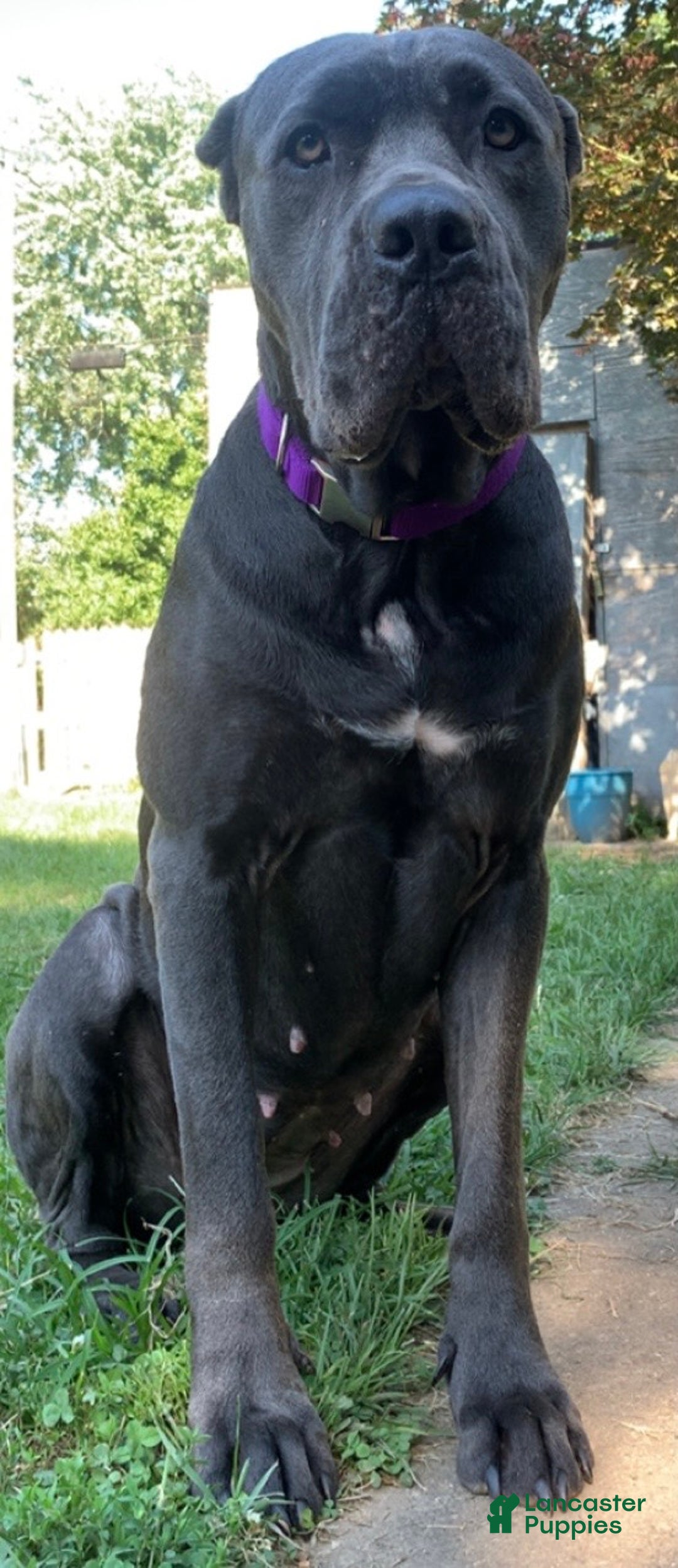 Cane Corso dogs for sale: Cane Corso Puppy 10 - Ad 4