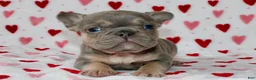 French Bulldog dogs for sale: Bella  - Ad 2