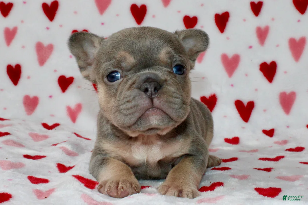 French Bulldog dogs for sale: Bella  - Ad 2