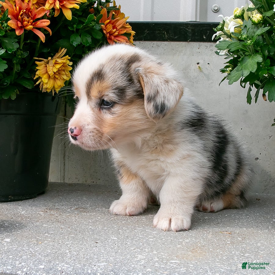Welsh Corgi Pembroke dogs Willow - Ad 1