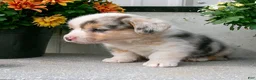 Welsh Corgi Pembroke dogs for sale: Willow - Ad 1