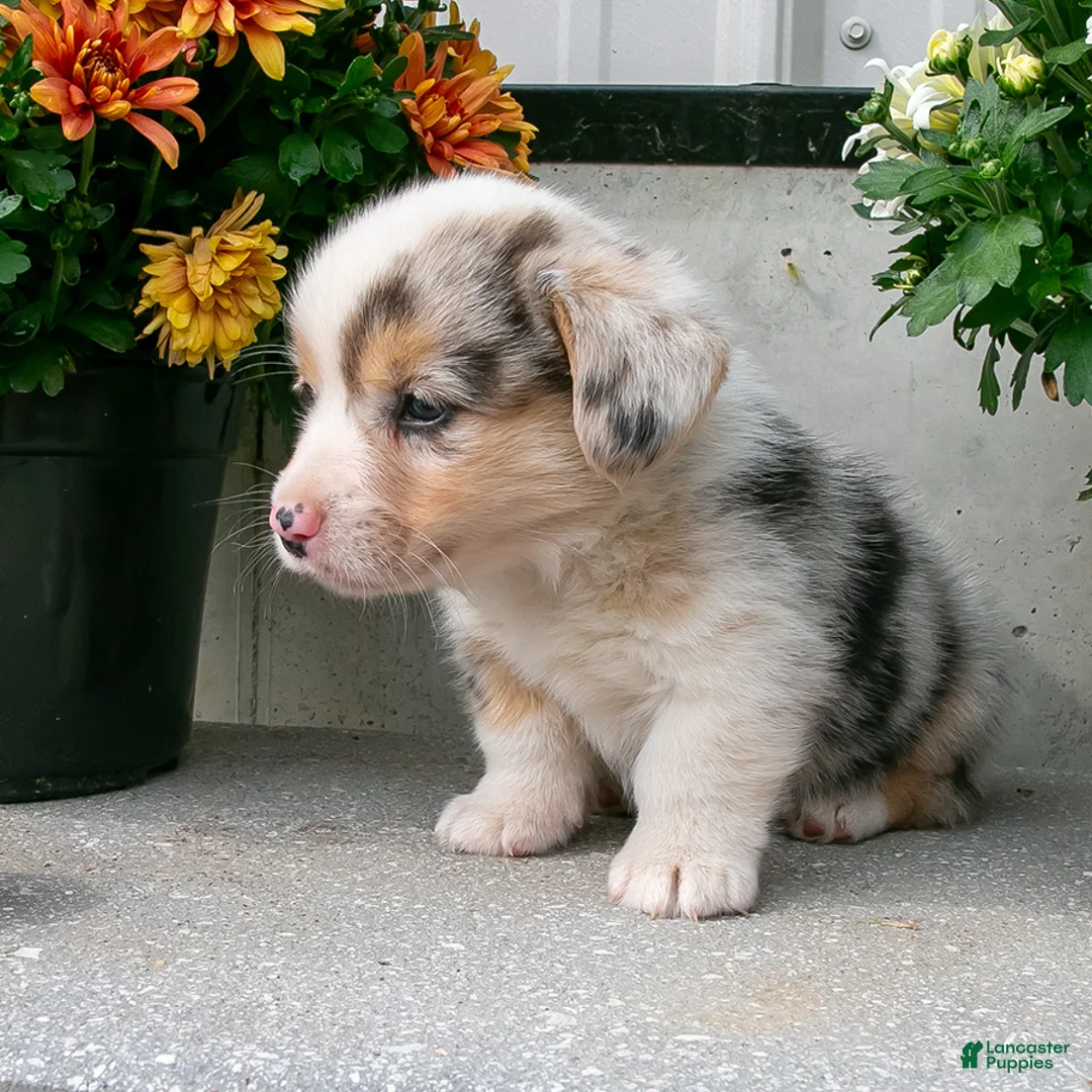 Welsh Corgi Pembroke dogs for sale: Willow - Ad 1