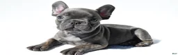 French Bulldog dogs for sale: Joey - Ad 6