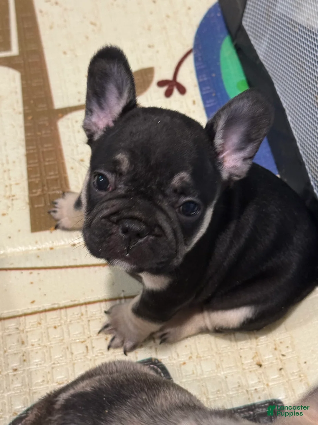 French Bulldog dogs for sale: Smokey - Ad 4