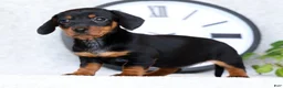 Miniature Dachshund dogs for sale: Fern - Ad 3