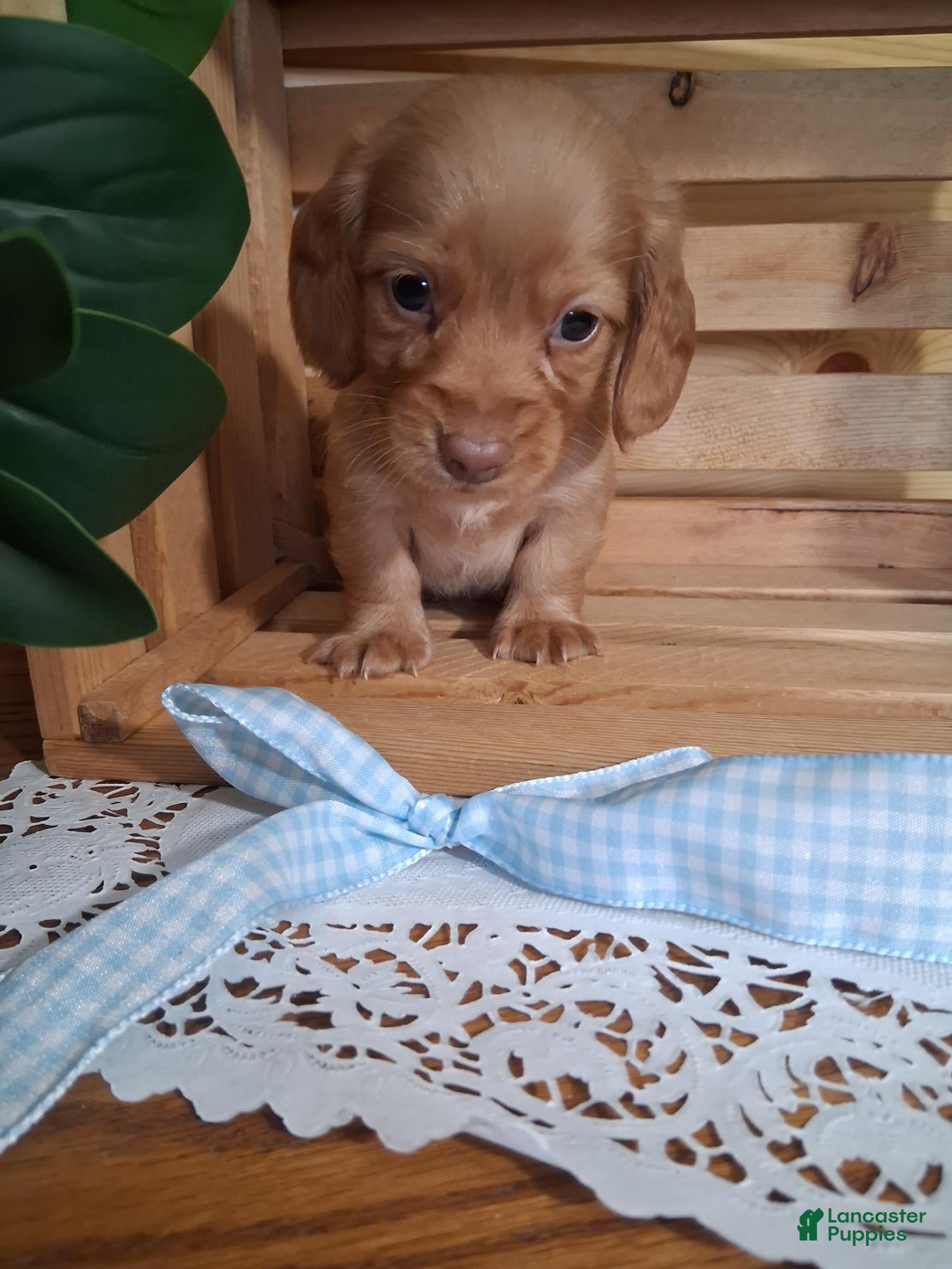 Dachshund dogs Mack - Ad 8