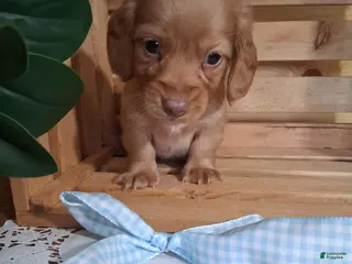 Dachshund dogs Mack - Ad 8