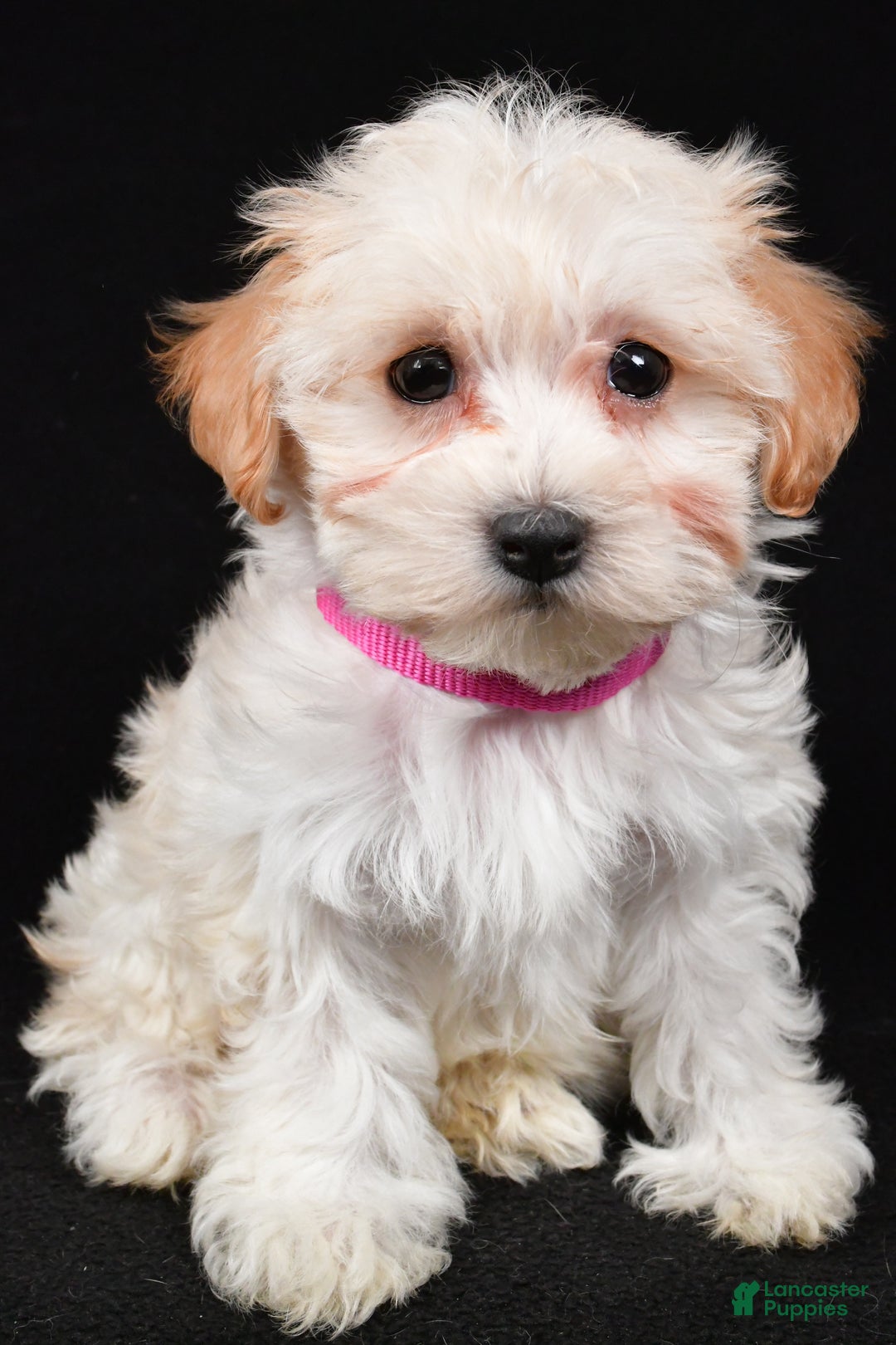 Maltipoo dogs for sale: Tabbi - Ad 6