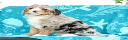 Mini Bernedoodle dogs for sale: Max - Ad 8
