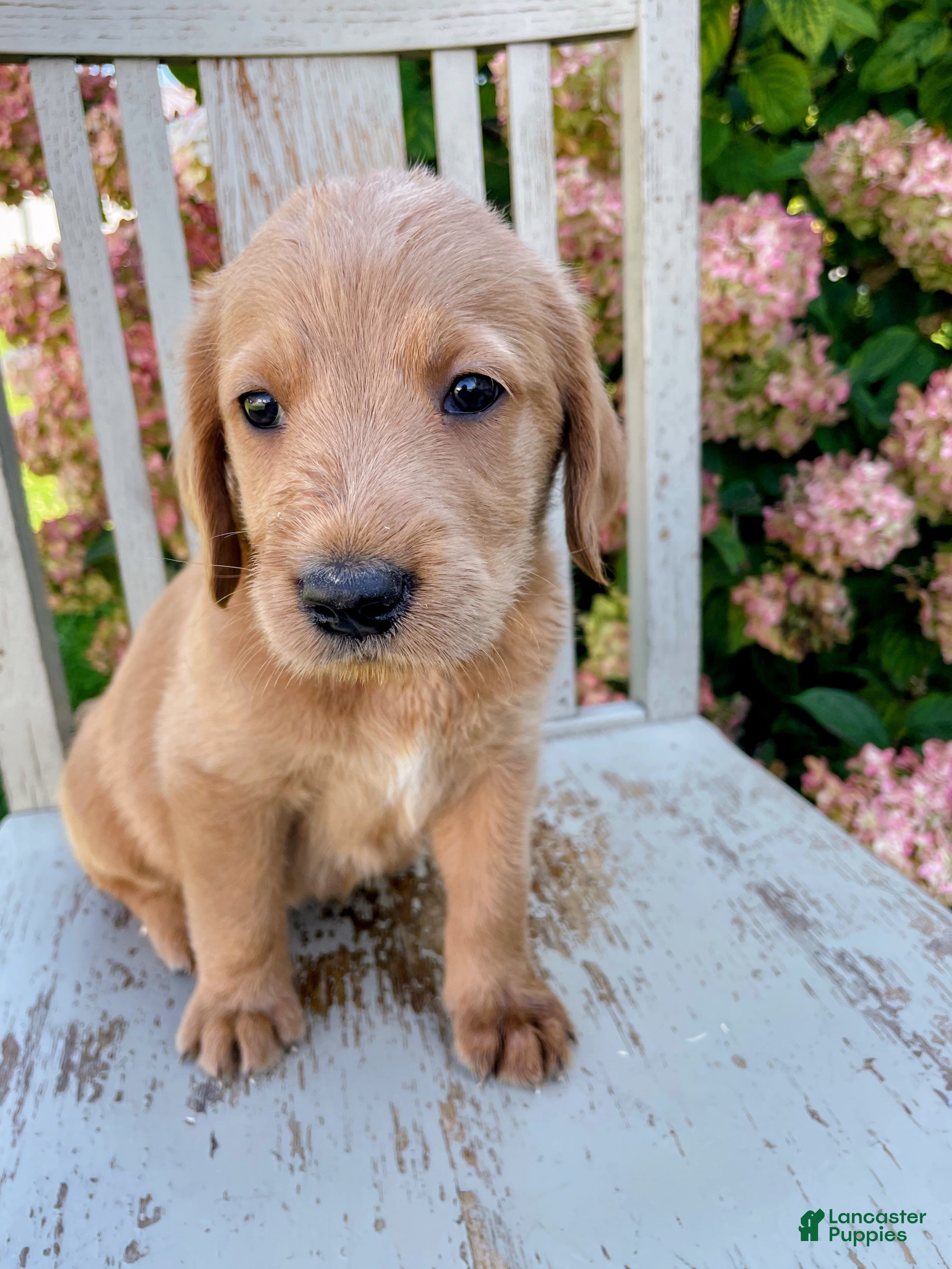 Mixed Breed dogs for sale: Ginger - Ad 2