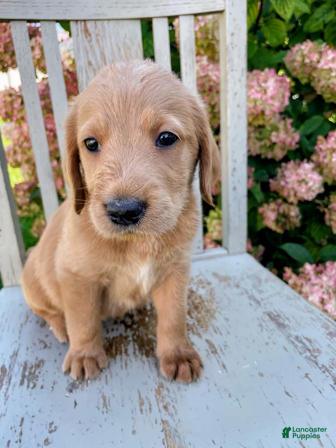 Mixed Breed dogs for sale: Ginger - Ad 1