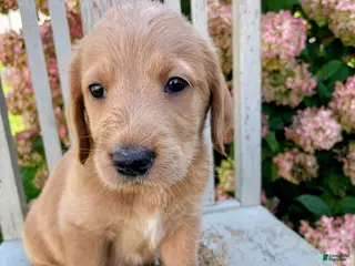Mixed Breed dogs Ginger - Ad 2