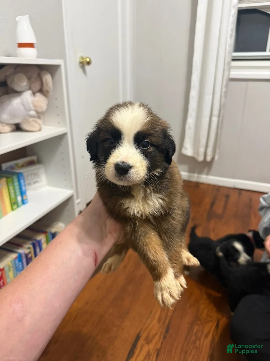 Australian Shepherd dogs for sale: Australian Shepherd 3 - Ad 1