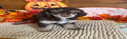 Miniature Poodle dogs for sale: Lainey - Ad 4
