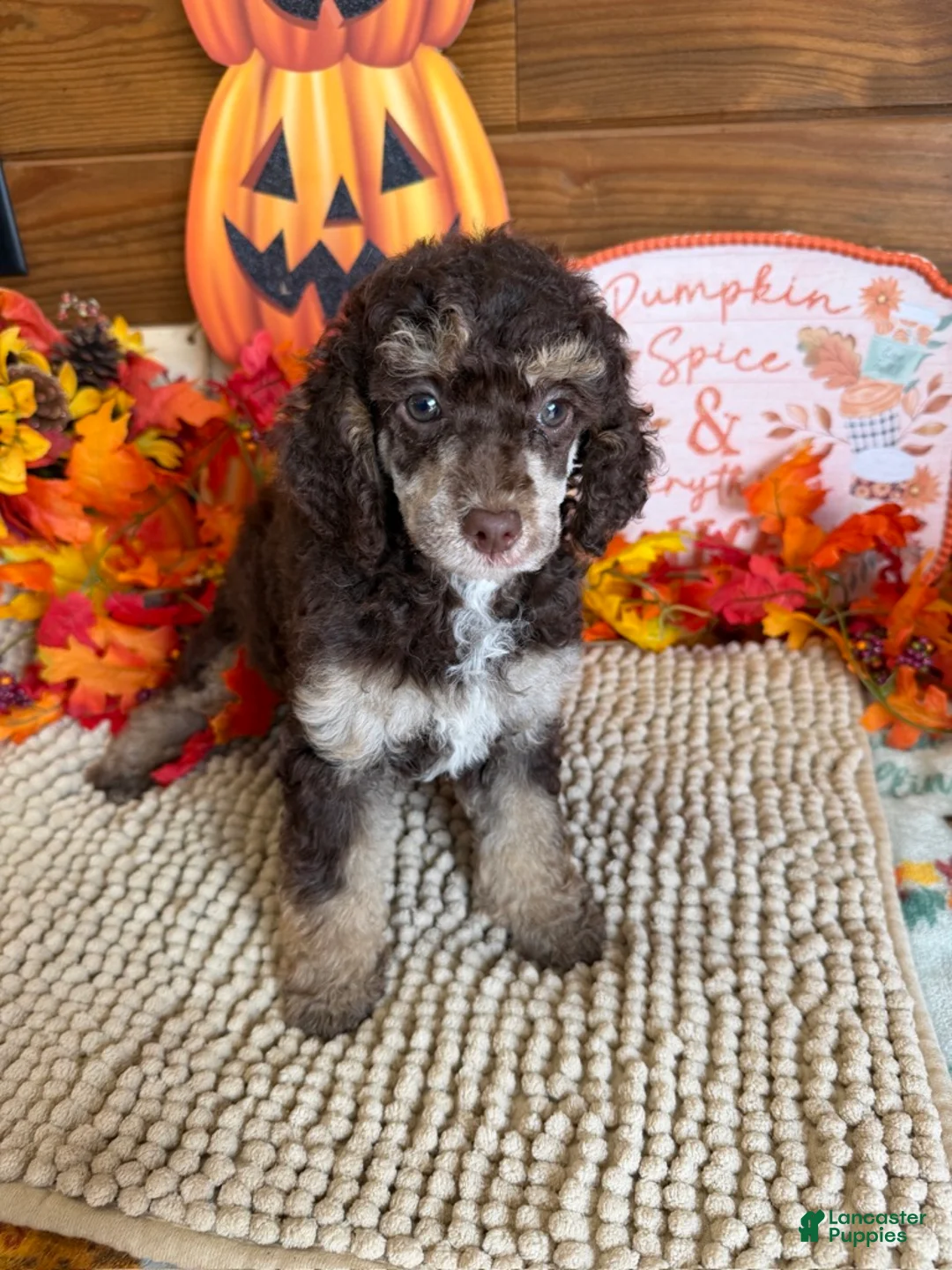 Miniature Poodle dogs for sale: Lainey - Ad 4