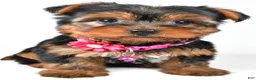 Yorkshire Terrier dogs for sale: Rita - Ad 6