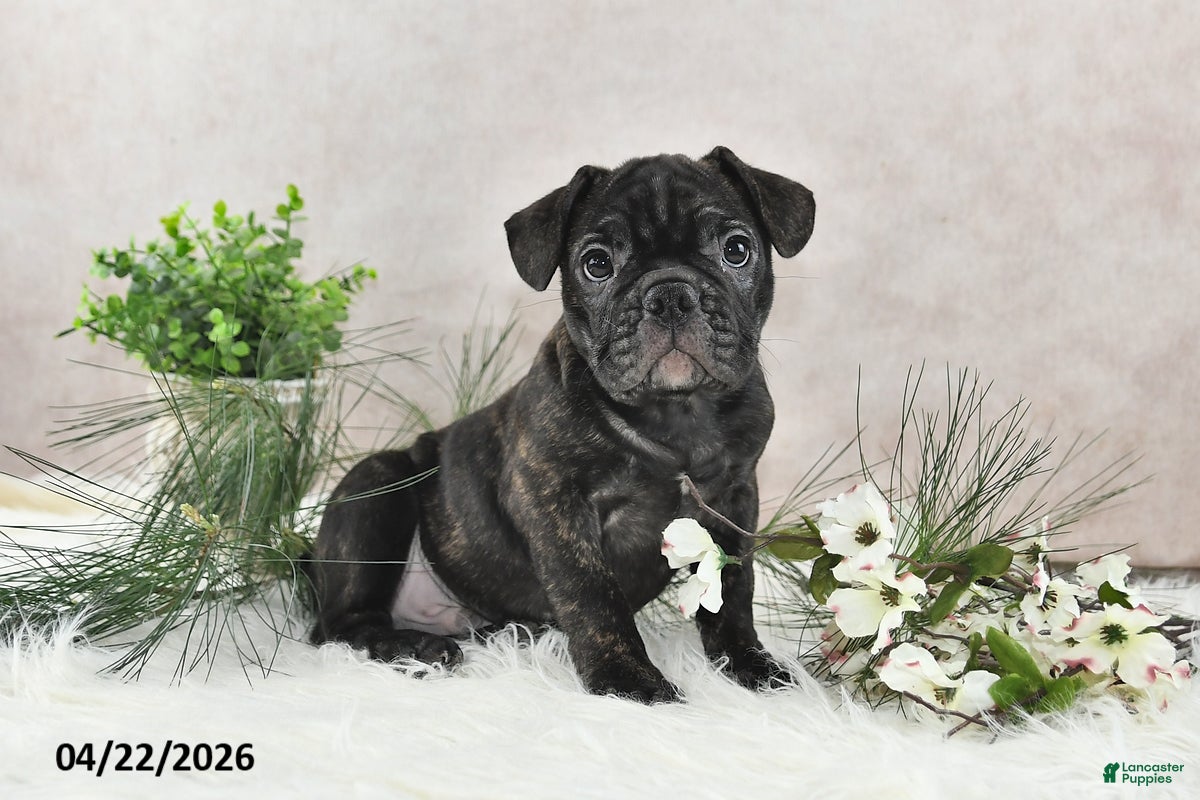 Frenchton dogs Frisco - Ad 1