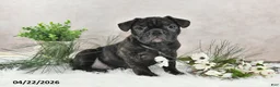 Frenchton dogs for sale: Frisco - Ad 1
