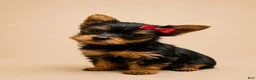 Yorkshire Terrier dogs for sale: Eli - Ad 2