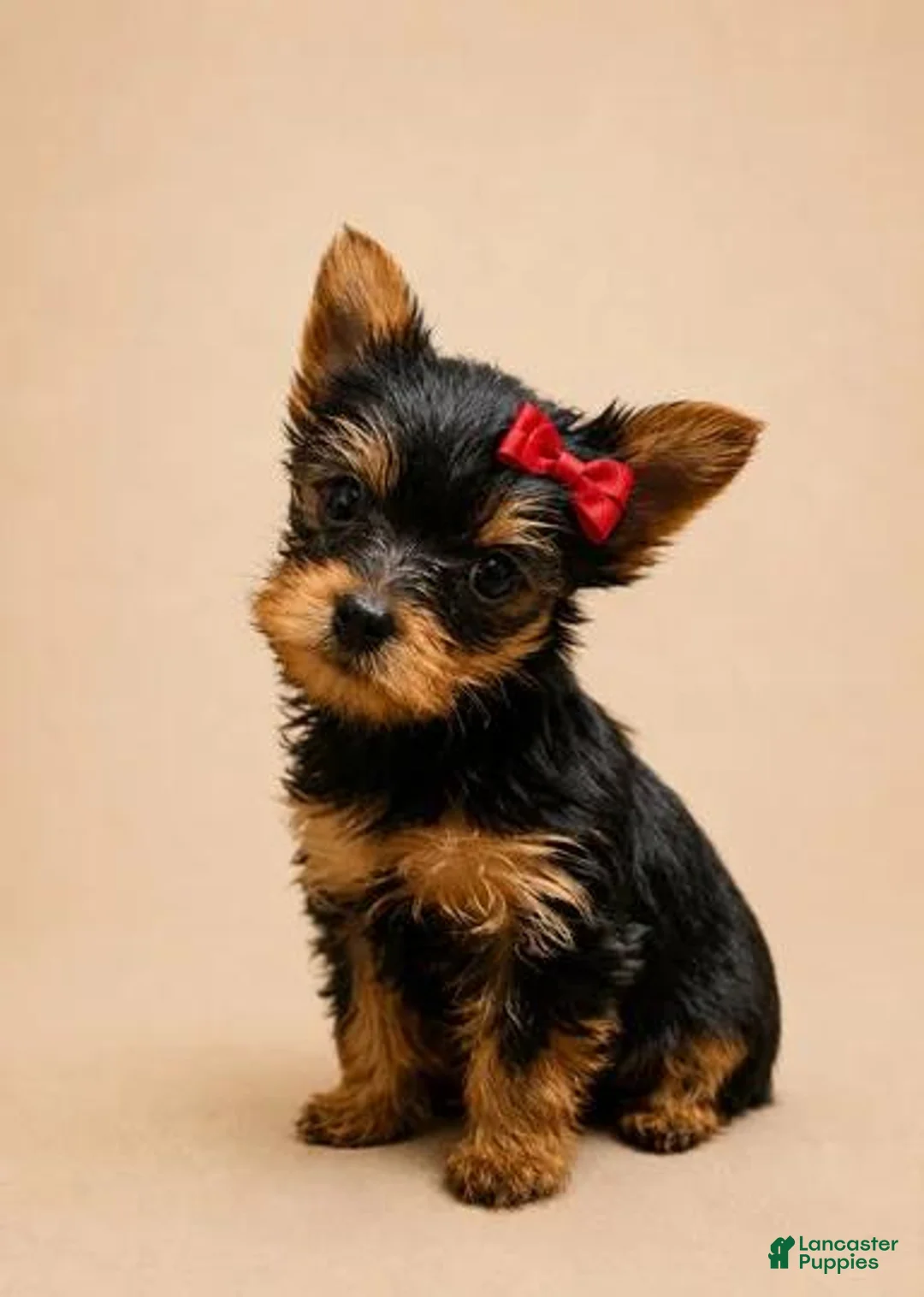 Yorkshire Terrier dogs for sale: Eli - Ad 2