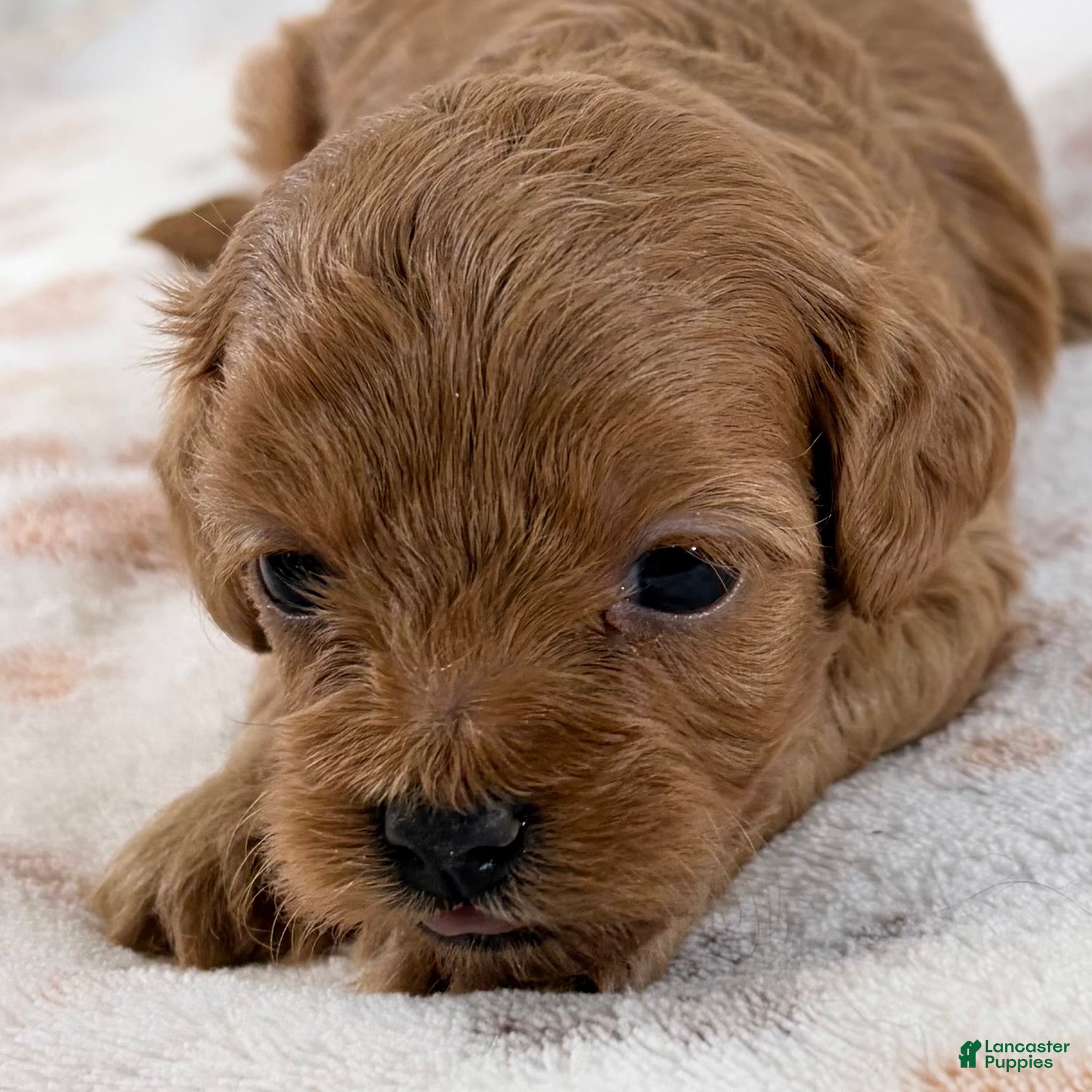 Shihpoo dogs for sale: Dolly F1B Shihpoo  - Ad 1