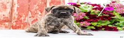 English Mastiff dogs for sale: Mackenzie - Ad 7