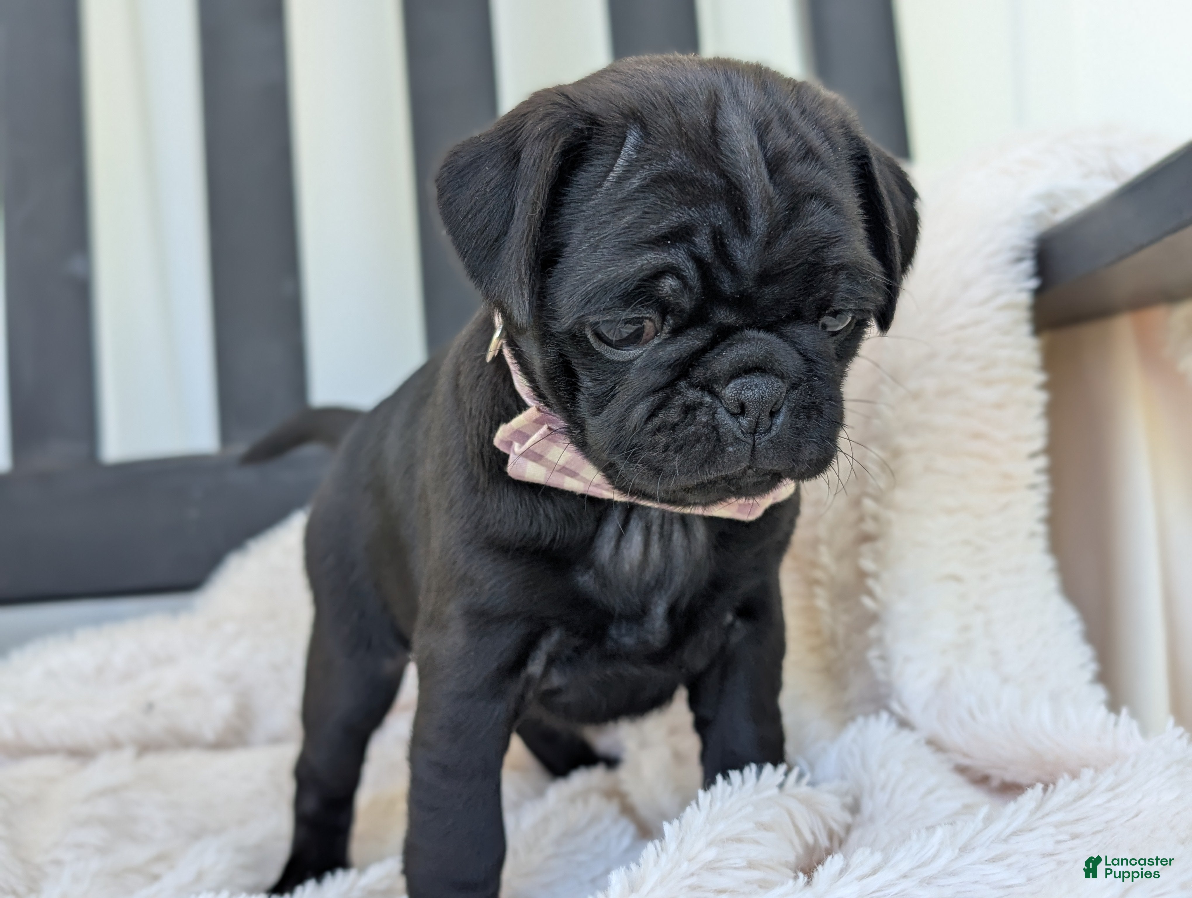 Pug dogs Taffy - Ad 2