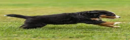 Bernese Mountain Dog dogs for sale: Bryan Bernese Mountain Dog  - Ad 8