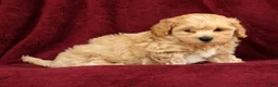 Maltipoo dogs for sale: Asher - Ad 9