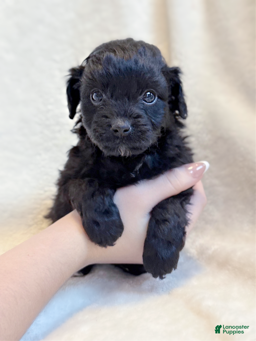 Mini Aussiedoodle dogs for sale: Rex (Micro) - Ad 3